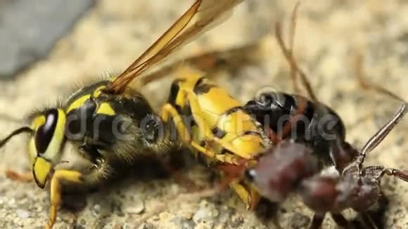 欧洲黄蜂对公牛蚂蚁2视频的预览图