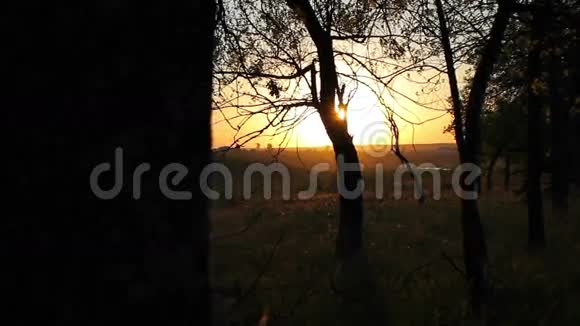 夕阳中的森林树木的轮廓视频的预览图