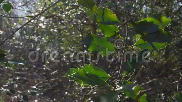 伦敦附近的英国乡村早春山榉木复制空间背景绿叶的特写阳光明媚视频的预览图