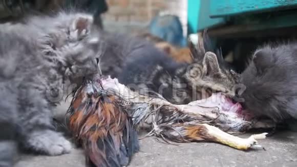 无家可归的饥饿小猫在街上吃一只捕鸟视频的预览图