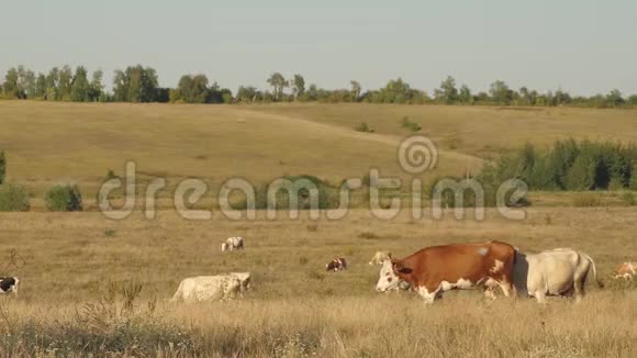 奶牛在牧场上放牧奶业的概念草地上的牛生态养牛的概念视频的预览图