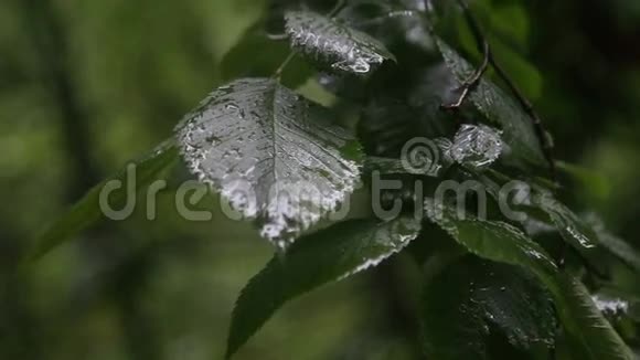 雨水滴在树叶上视频的预览图
