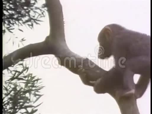 猴子爬上一棵树视频的预览图