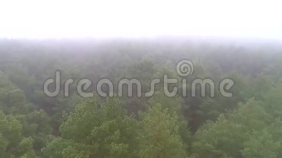 浓雾中针叶林的空中摄影无人机在雾中飞过树冠视频的预览图