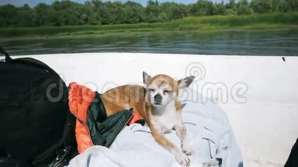 快乐的狗奇瓦娃躺在船上晒日光浴从明亮的灯光下眨眼暑假在视频的预览图