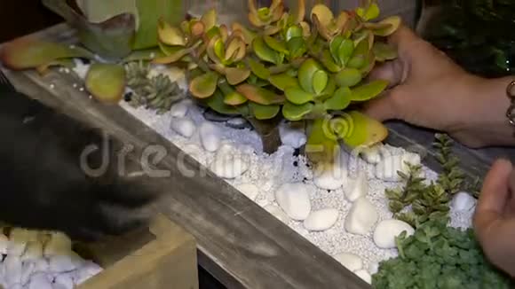 女花匠在花盆里做日本小花园视频的预览图