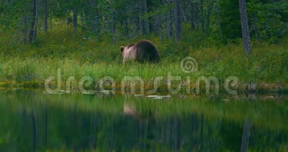 野生棕熊在森林里寻找食物视频的预览图