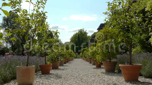 浪漫植物园的柠檬和薰衣草植物视频的预览图