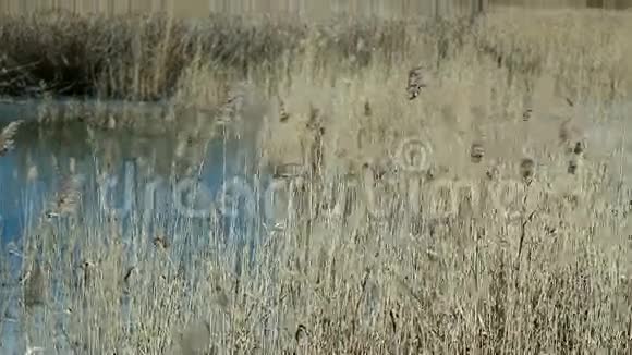 冬天在森林湖上枯死的芦苇视频的预览图