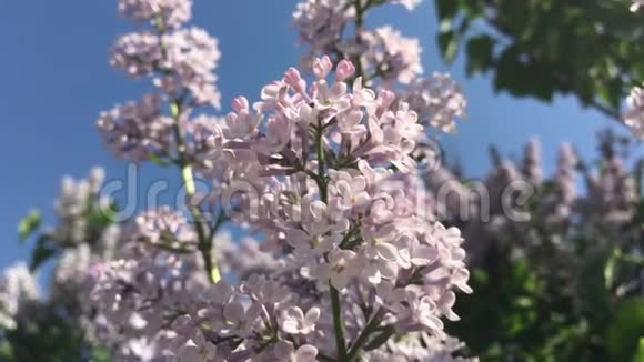花园里的白色丁香花视频的预览图