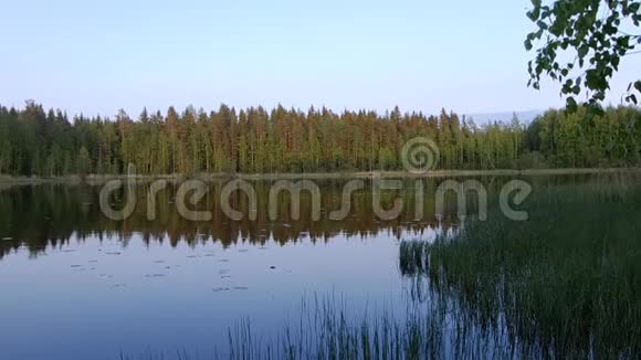 绿色森林背景的美丽芬兰湖视频的预览图