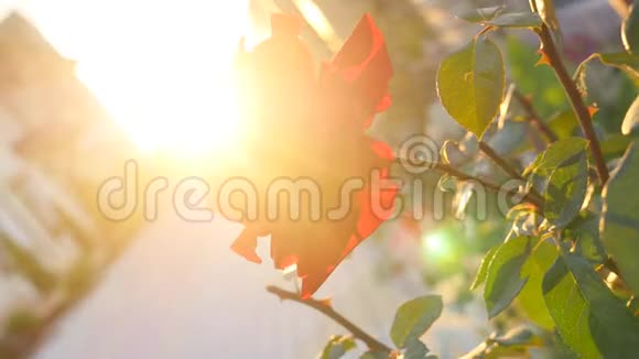 在傍晚的夏日阳光下美丽的花背景视频的预览图