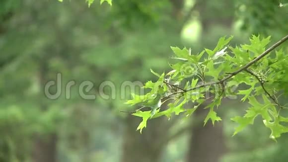 树枝上的叶子视频的预览图
