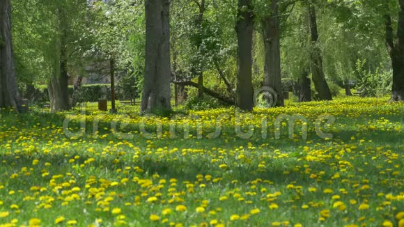 春天蒲公英公园景观视频的预览图