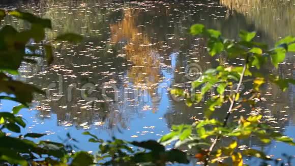 秋湖景观视频的预览图