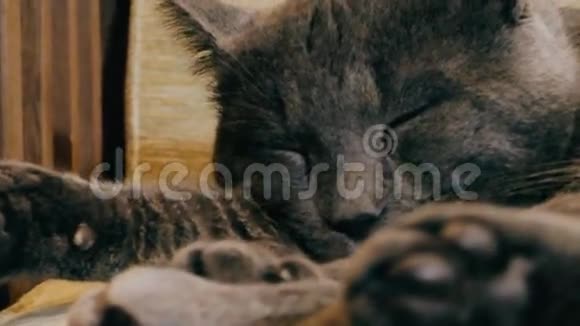 俄罗斯蓝猫在椅子上睡着了视频的预览图