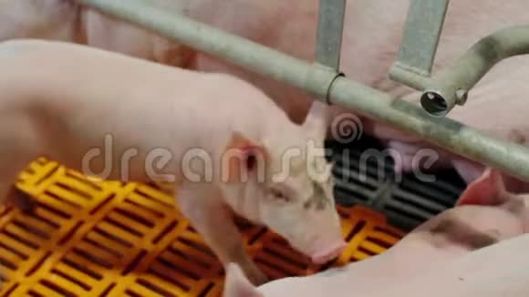 现代工业养猪场上的小猪视频的预览图
