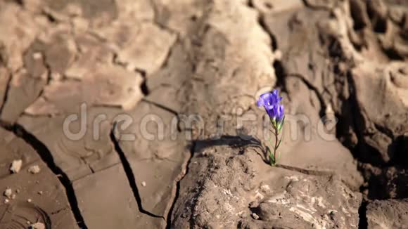 在干涸的土地上浇灌一朵紫罗兰色的花视频的预览图