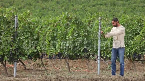 种植者收获葡萄酒葡萄视频的预览图