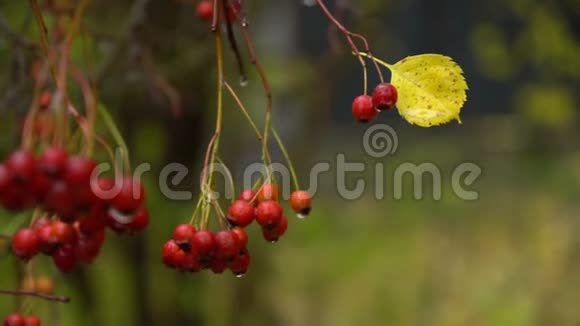 成熟的罗旺莓后寒冷的秋雨视频的预览图