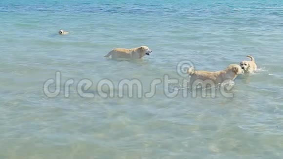 一只狗在海滩上跑进海水里拉布拉多猎犬跟着小球走在夏天的周末玩得开心慢慢视频的预览图