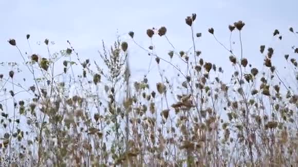 风中荡着的芦苇草蓝天视频的预览图