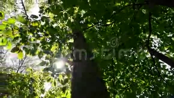 树顶从地面向上移动视频的预览图