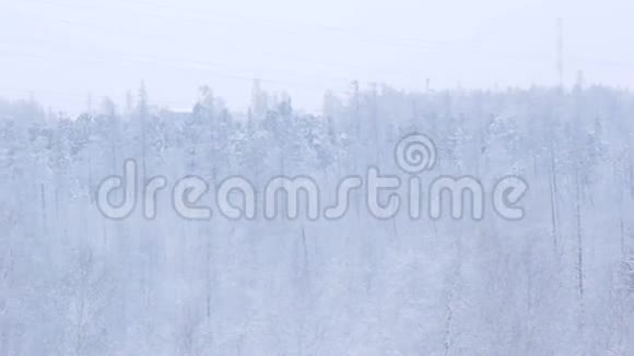 北极圈上方的白雪茂密的森林视频的预览图