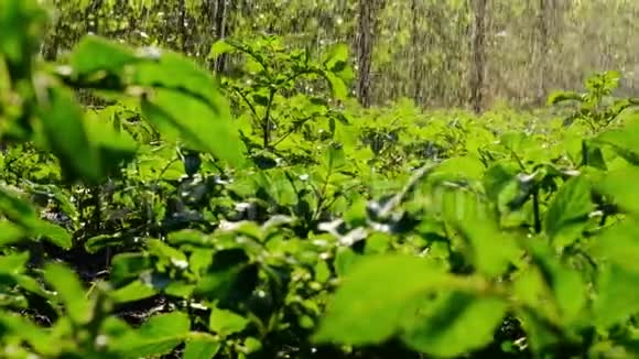 充足的雨水灌溉绿色作物给小土豆浇水后院喷火喷水视频的预览图