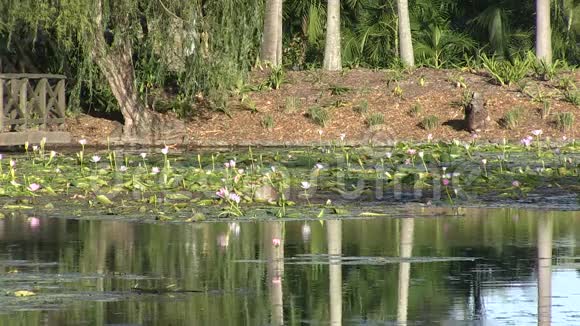 澳大利亚布里斯班公共植物园里的水上池塘视频的预览图