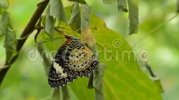 蝴蝶从茧中蜕变准备在花园的树枝上飞翔视频的预览图