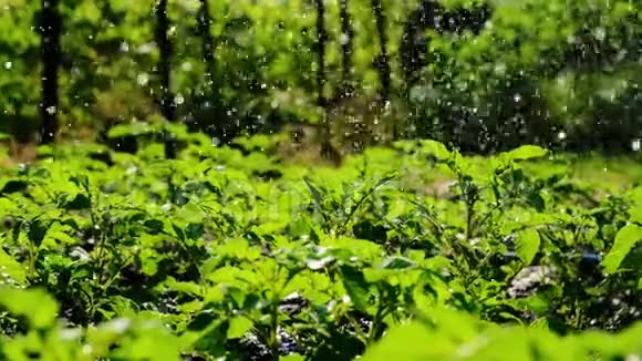 给小土豆浇水后院喷火喷水充足的雨水灌溉绿色作物慢动作视频的预览图