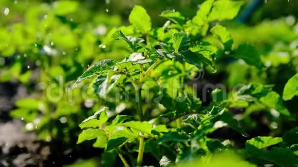 给小土豆浇水后院喷火喷水充足的雨水灌溉绿色作物慢动作视频的预览图