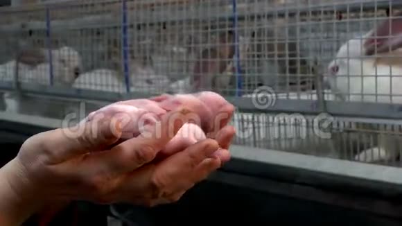 女人手中的新生婴儿兔视频的预览图
