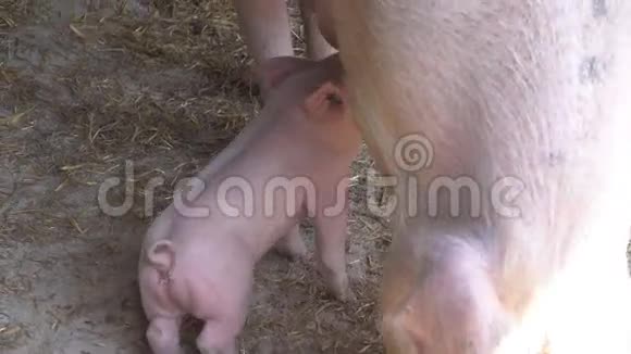 一只小猪在农场里吸吮母亲视频的预览图