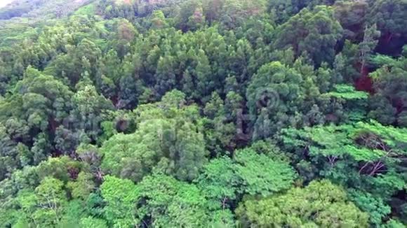 4k鸟瞰茂密常绿山林的美丽自然景观视频的预览图