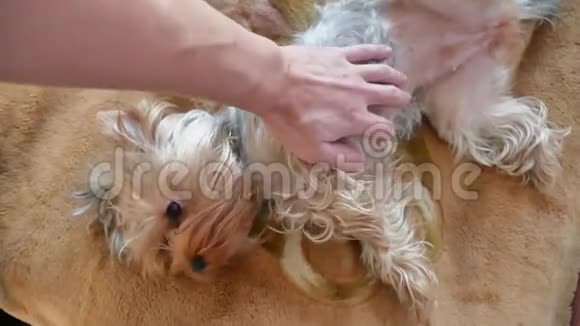 男人抚摸一只狗约克郡宠物狗躺在沙发上一个男人手抚摸视频的预览图