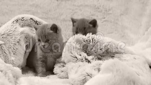 穿着柔软毛毯的英国小猫视频的预览图