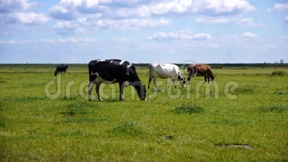 荷兰风景中连续三头奶牛视频的预览图
