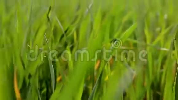 鲜艳生机勃勃的绿草特写抽象自然背景的绿草和美丽模糊的波克有选择性的聚焦视频的预览图