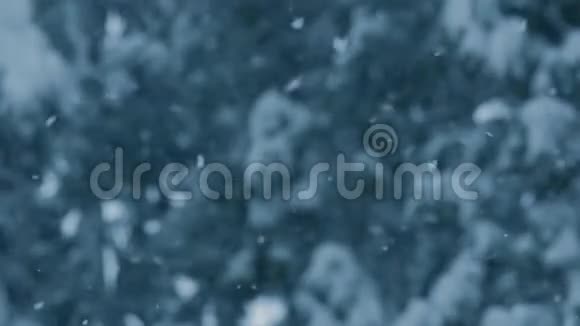雪从绿色的松树上飘落下来雪花在缓慢的运动中飞舞多云的冬天天气视频的预览图