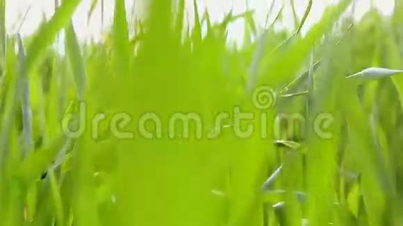 鲜艳生机勃勃的绿草特写抽象自然背景的绿草和美丽模糊的波克有选择性的聚焦视频的预览图