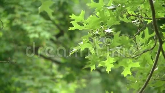 树枝上的叶子视频的预览图