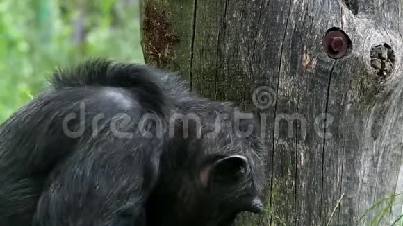 普通黑猩猩LAT潘特洛洛迪特视频的预览图