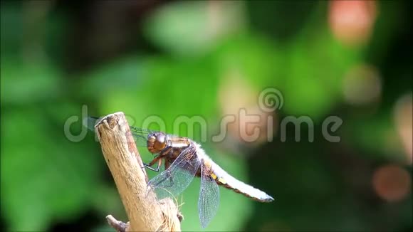 蜻蜓在树枝上休息视频的预览图