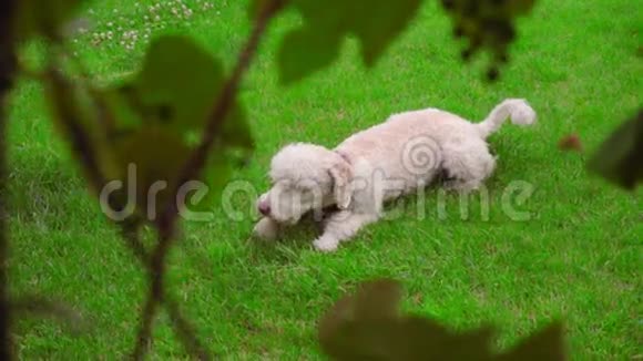 狗在绿草上抓挠白色拉布拉多在草坪上痒视频的预览图