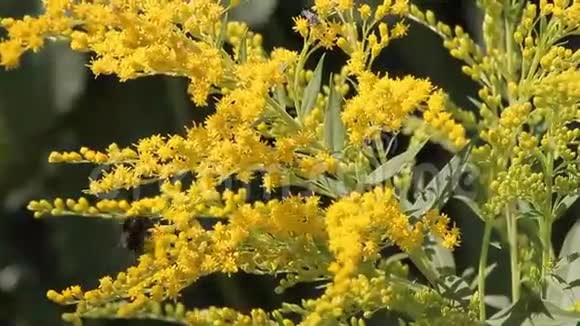 昆虫大黄蜂灌木视频的预览图