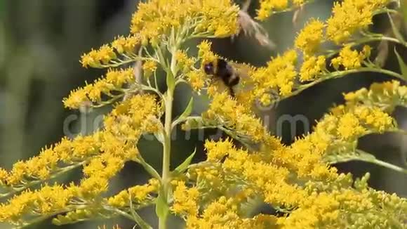昆虫大黄蜂灌木视频的预览图