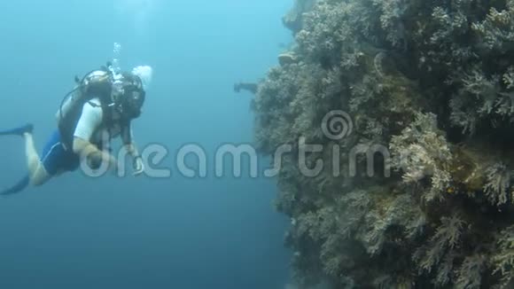 潜水员在水下接触珊瑚礁视频的预览图