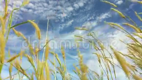 田野里的草耳在蓝天的背景上摆动高清慢镜头视频的预览图